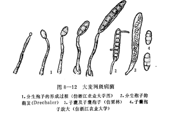 大麥網斑病