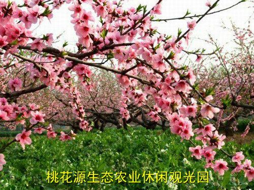 桃花源生態農業休閒觀光園