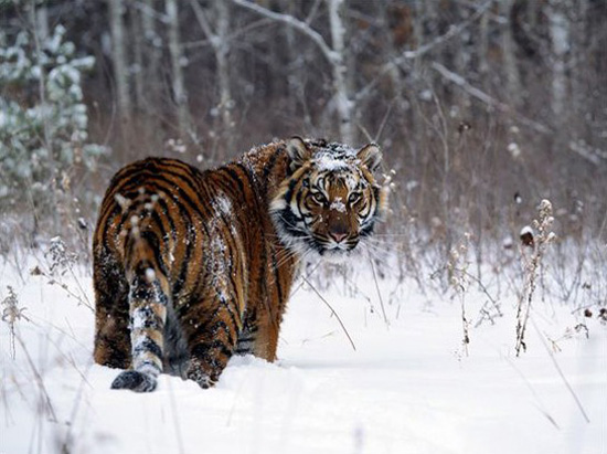 琿春東北虎國家級自然保護區
