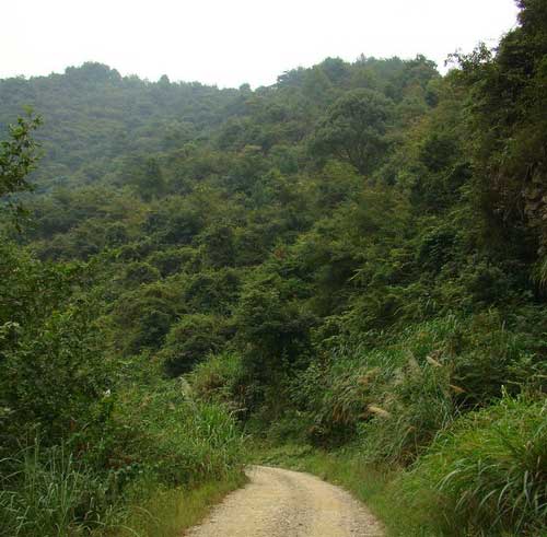 龍峰村(浙江省寧波市鄞州區龍觀鄉龍峰村)