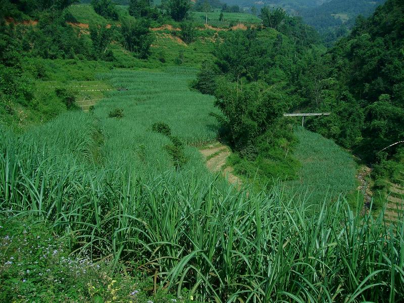 村中耕地