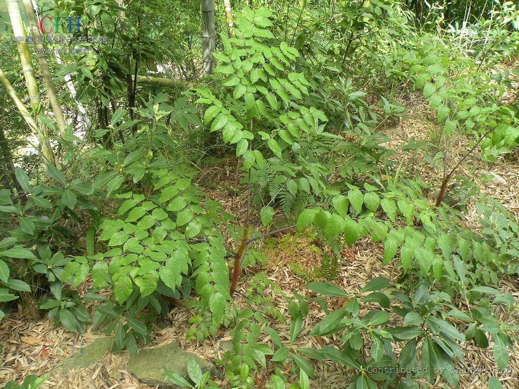 波緣楤木(波緣楤木)