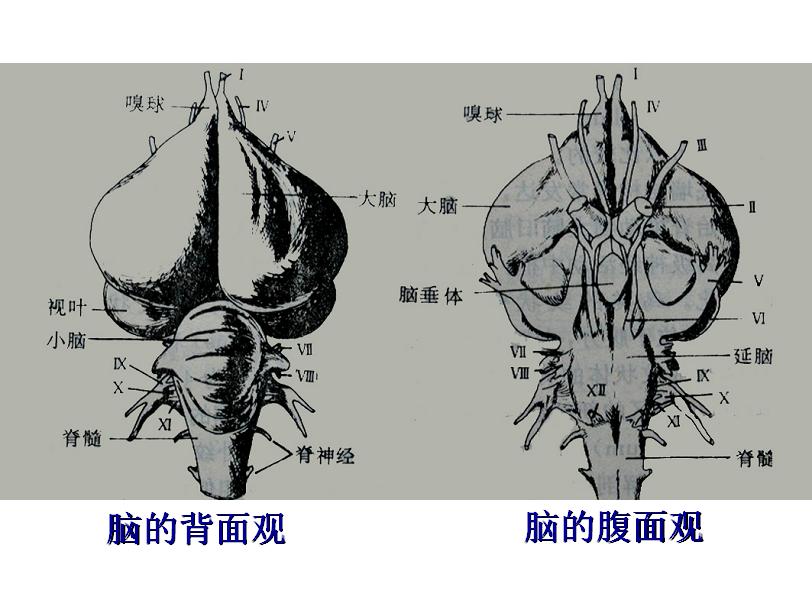 新腦皮神經細胞層