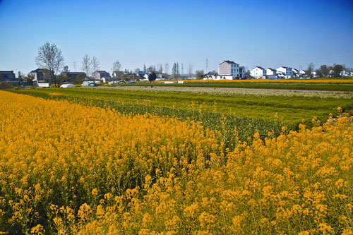 中橋村(南京市棲霞區八卦洲街道中橋村)