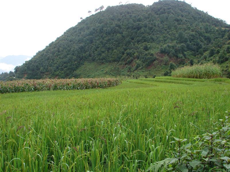 小田河村自然資源-田山林