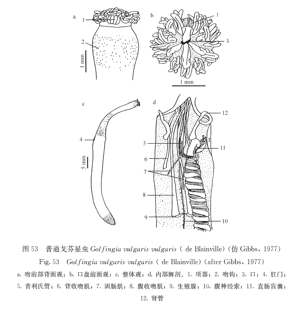 普通戈芬星蟲