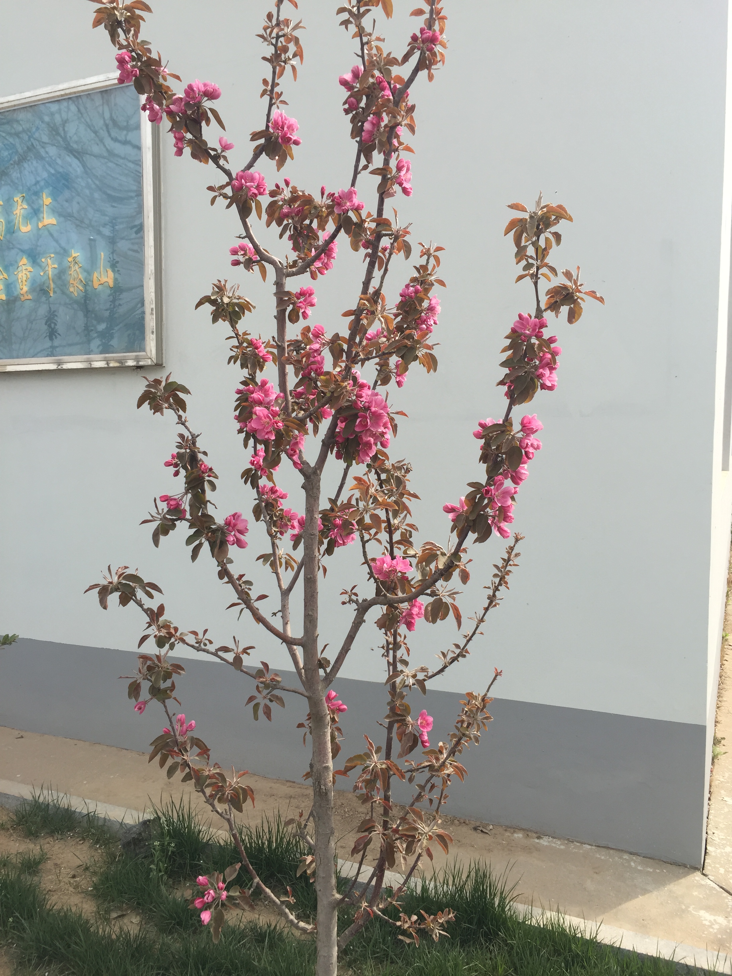 ‘芭蕾舞美人’海棠