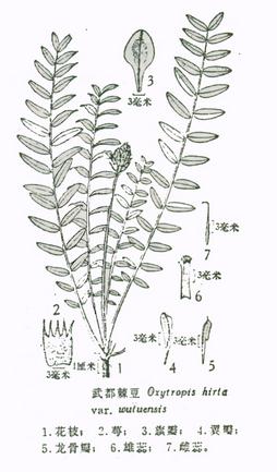 武都棘豆