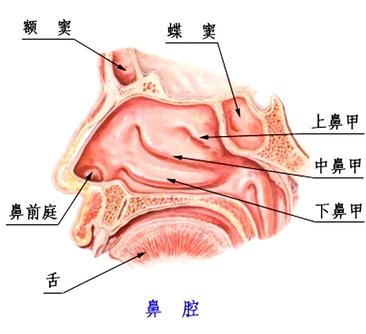 慢性過敏性鼻炎