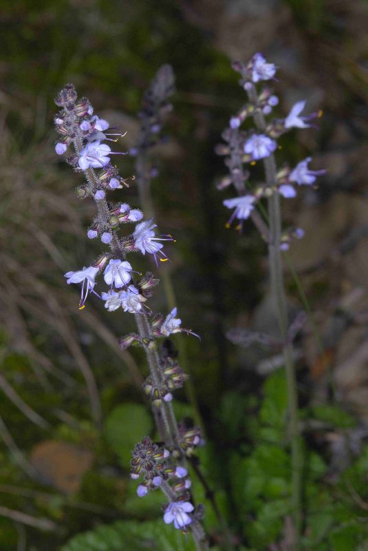 阿里山鼠尾草