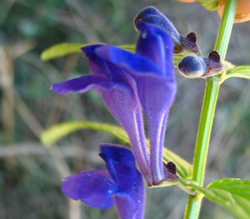 薄葉黃苓 花