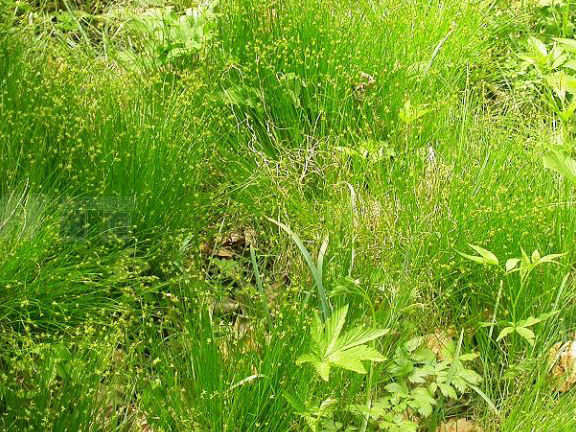 少花大披針苔草