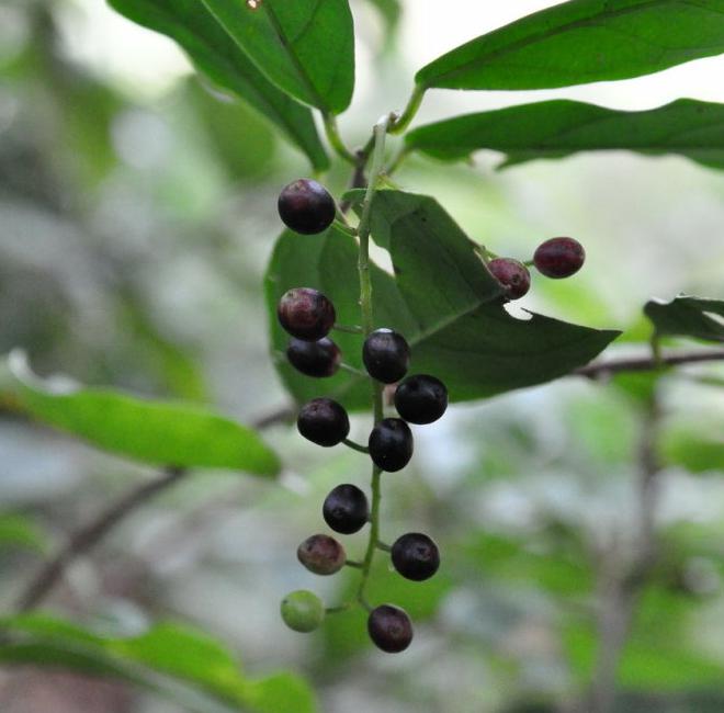 五月茶屬