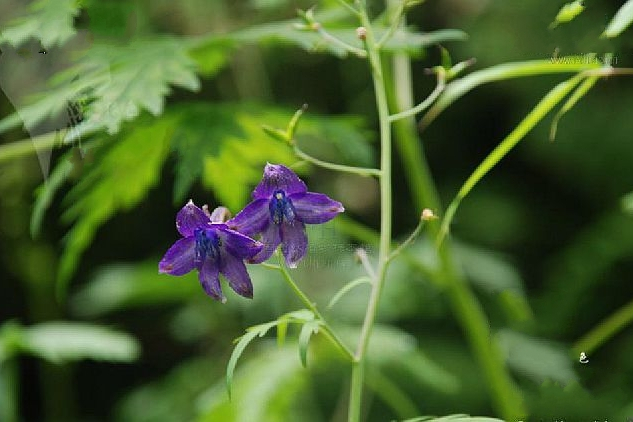 彎距翠雀花