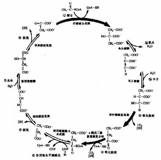 糖的有氧氧化