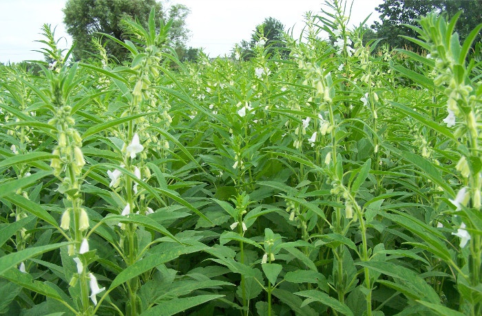 黑芝麻糊拌白粥