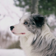 邊境牧羊犬(邊牧)