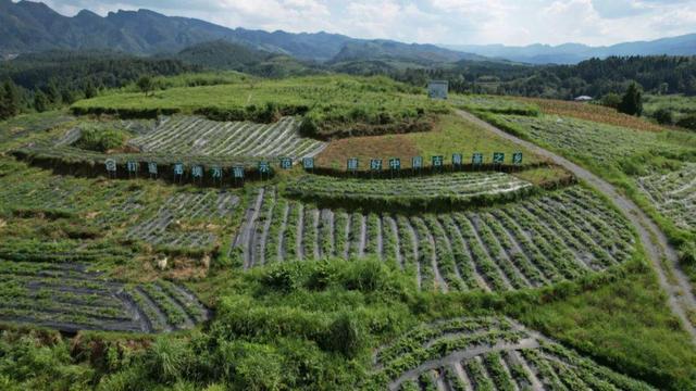 永順莓茶