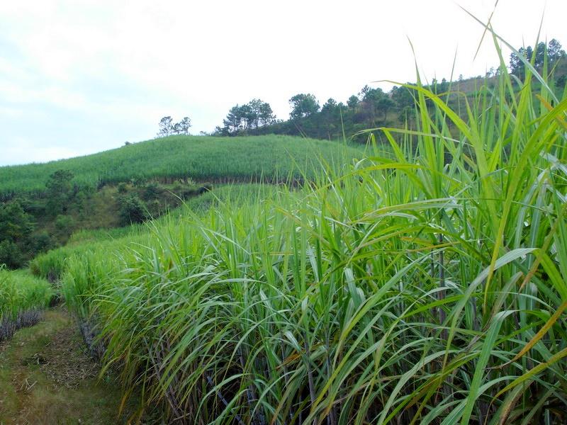 種植業