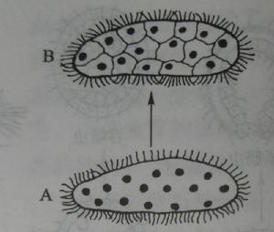 合胞體學說