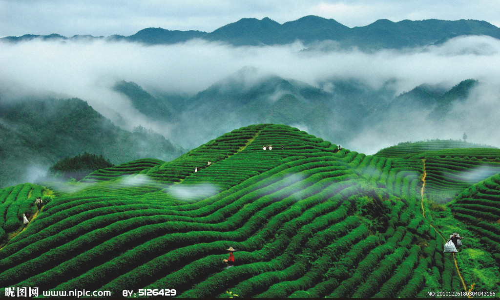 茶葉科學技術