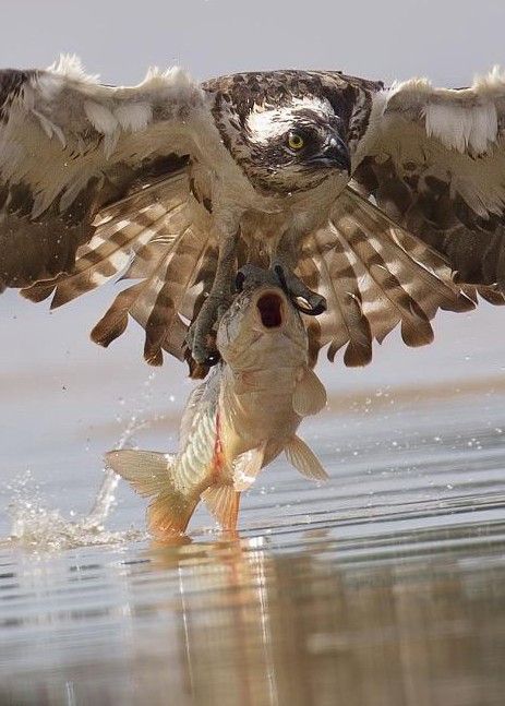 魚鷹捕獲鯉魚