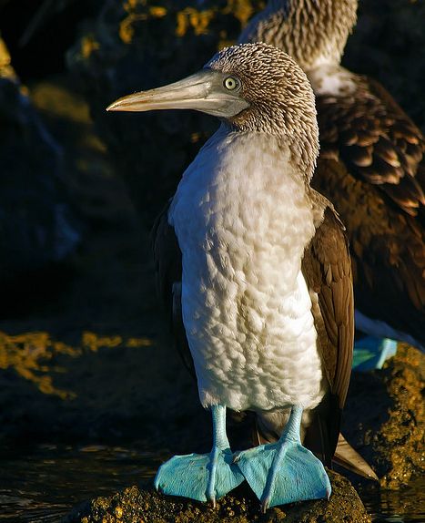 藍腳鰹鳥指名亞種