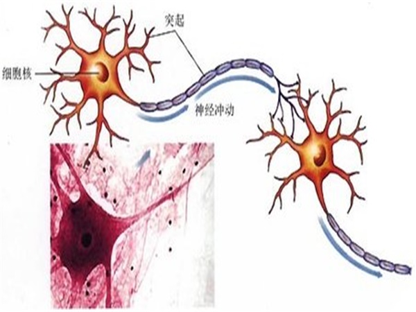 神經元學說