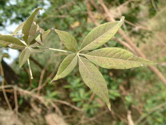 擬黃荊