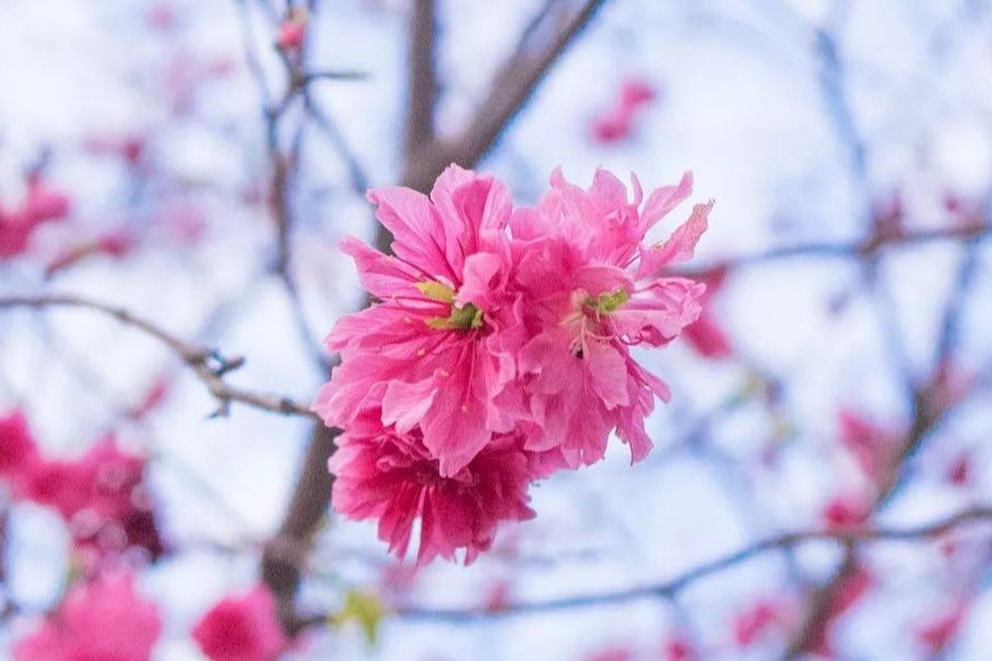 ‘紅華’山櫻花_1