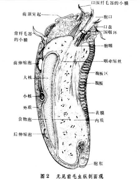 前毛蟲屬