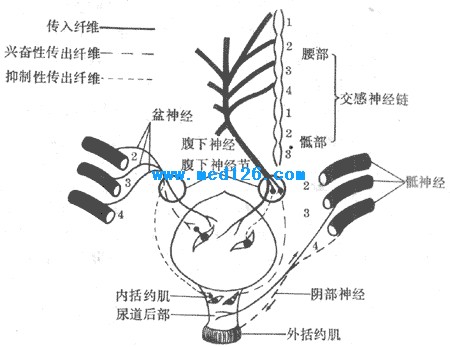 膀胱和尿道的神經支配