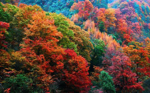 光霧山紅葉