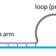 OmegaPrimer