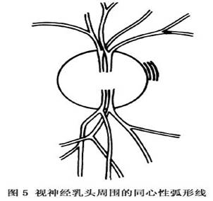 視神經