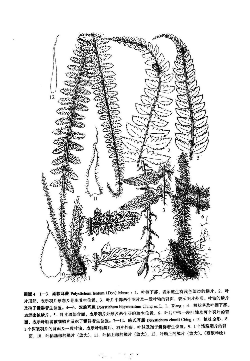 芽胞耳蕨組