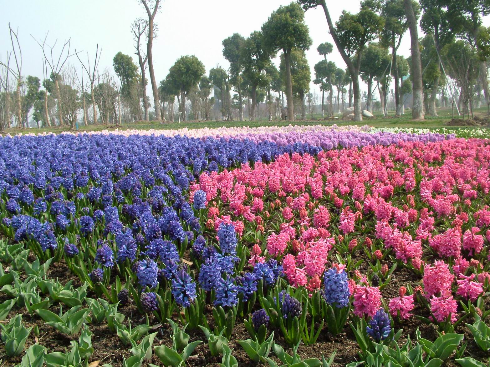 親親鮮花港