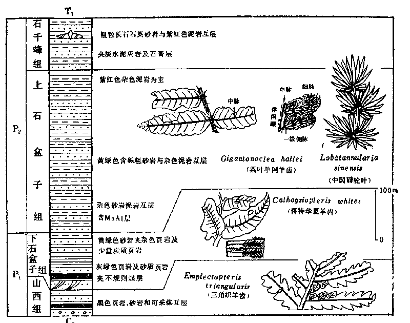 瓣輪葉分布