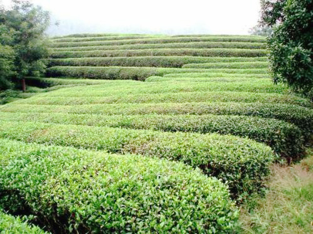 雷峰山茶