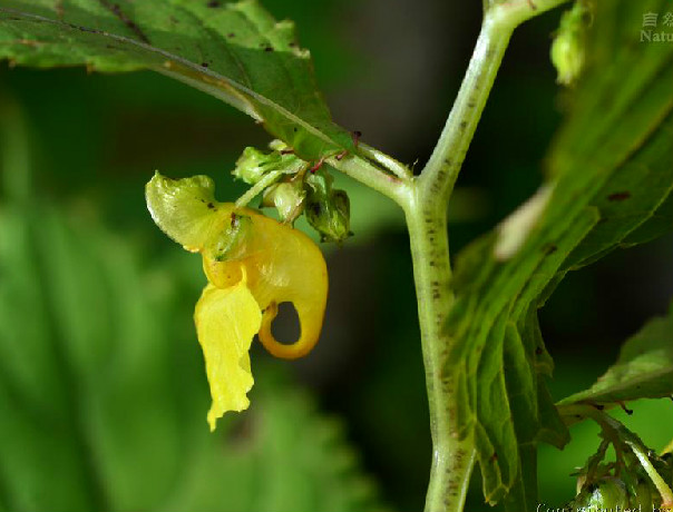 隴南鳳仙花