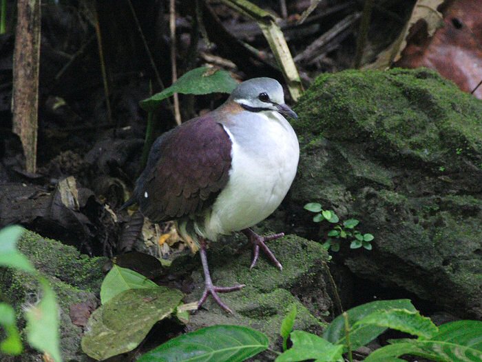 青藍鶉鳩