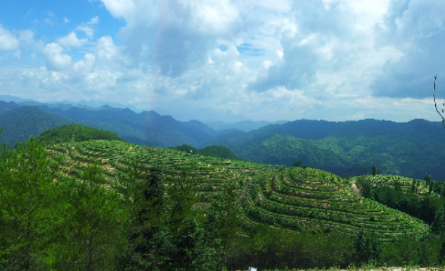 永泰綠茶