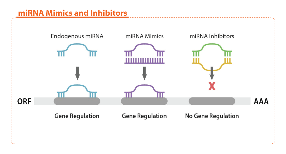 miRNA mimics