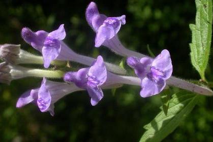 大花京黃芩