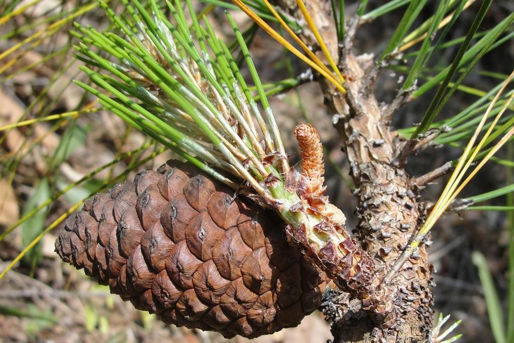 思茅松勐海家系21號