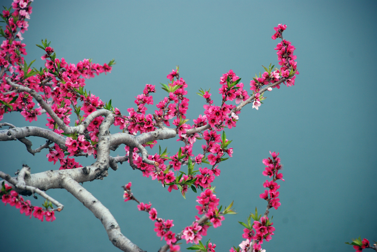 岱崮桃花節