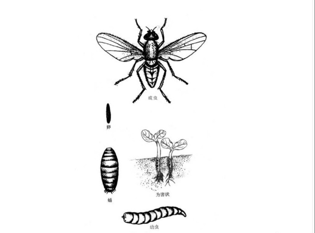 麥種蠅生長過程