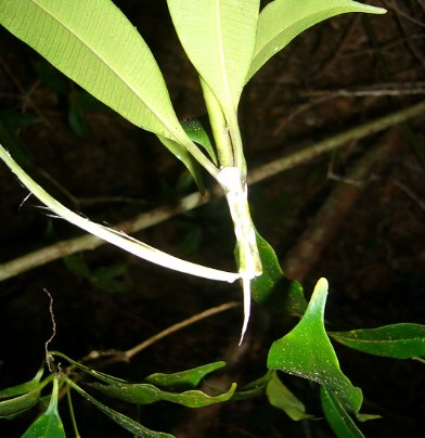 盆架樹屬