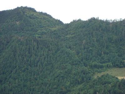 前高峰村生態林