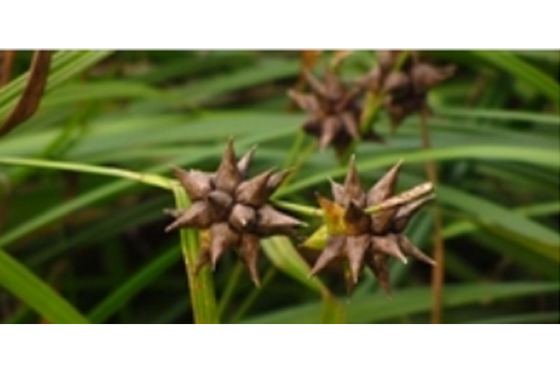 狼牙棒薹草